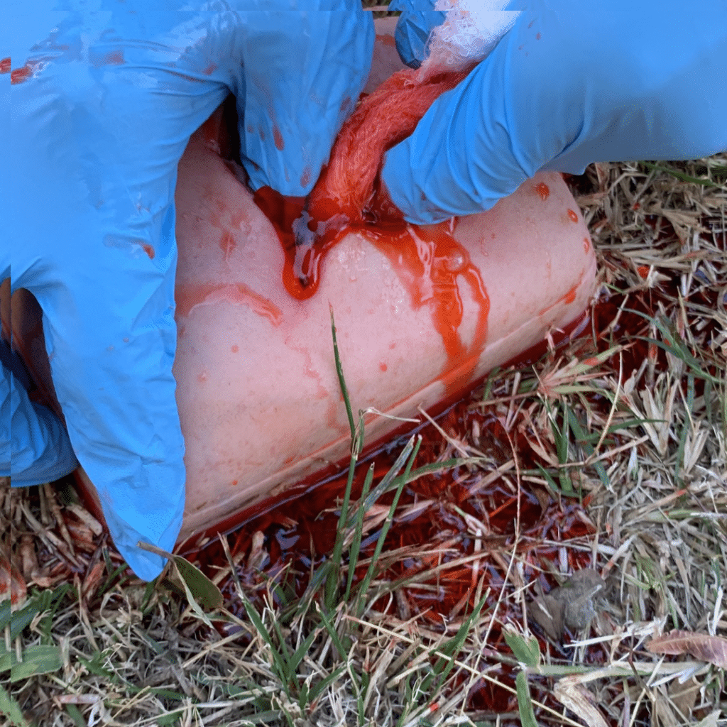 Wound Packing Trainer Close Up. Simulating Massive Bleeding