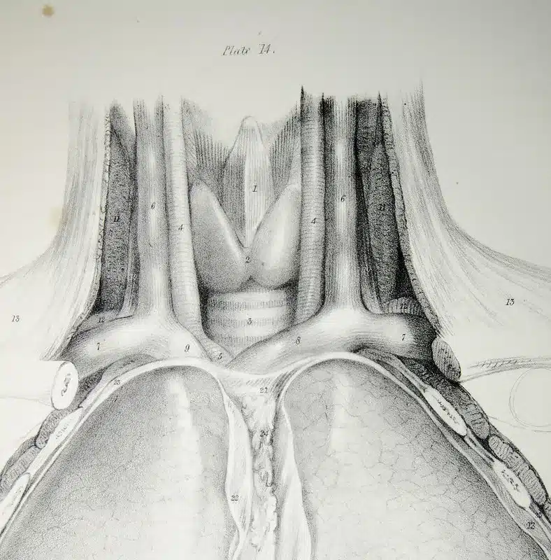 Cricothyroidotomy Training - Anatomy Sketch of the Neck